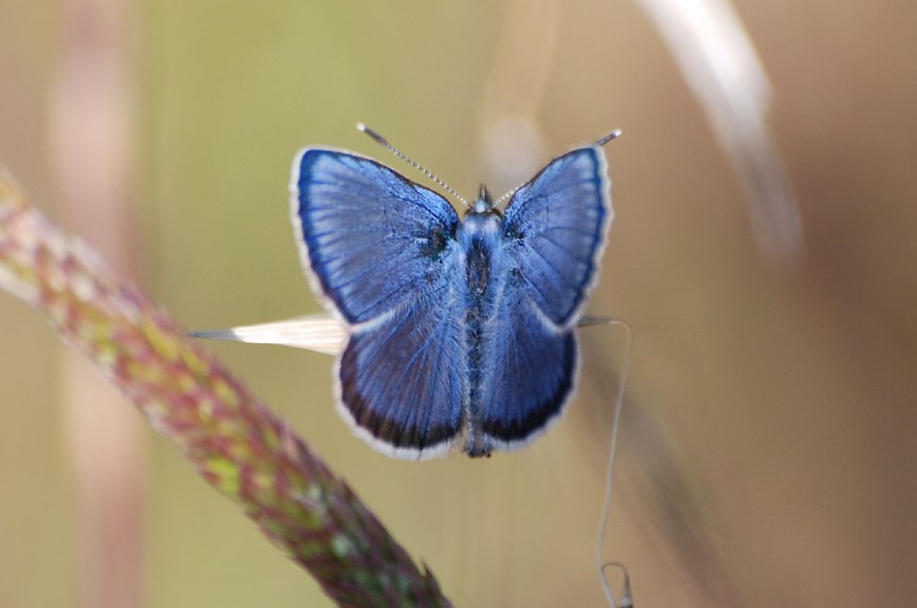 Plebejus (Plebejus) bellieri